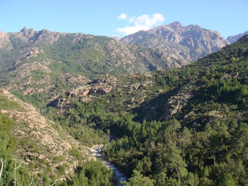 Forêt de Bonifatu